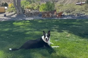 Dog-friendly backyard. Happy dog lying on green grass. Outdoor seating area.