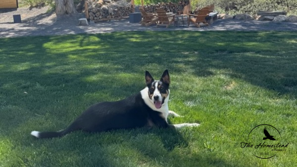 A black and white dog lies on green grass in a sunny yard at a pet friendly hotel Palisade, looking at the camera with its tongue out. Wooden chairs, a fire pit, trees, and stacked firewood complete this perfect stay for dog lovers.