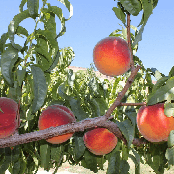 Palisade peaches on a tree at The Homestead Hotel. Fresh, ripe fruit.