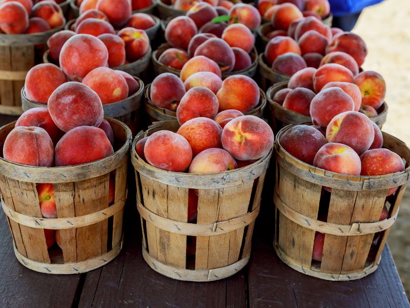 Farm-fresh Palisade peaches in wooden baskets. Freshly picked, ripe summer fruit.