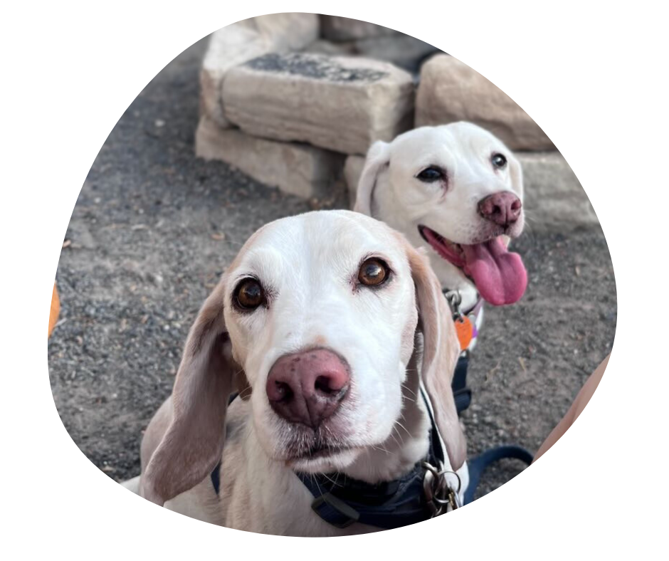 Two white dogs with floppy ears and pink noses sit outdoors on gravel near stone blocks. One dog sits closer to the camera, while the other sits behind with its tongue out, both appear calm and friendly.