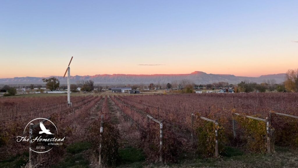 A vineyard stretches toward distant mountains at sunset, with rows of grapevines and a wind turbine in the field. The sky is clear, and the landscape is tinged with warm evening light. The Homestead logo is in the corner.