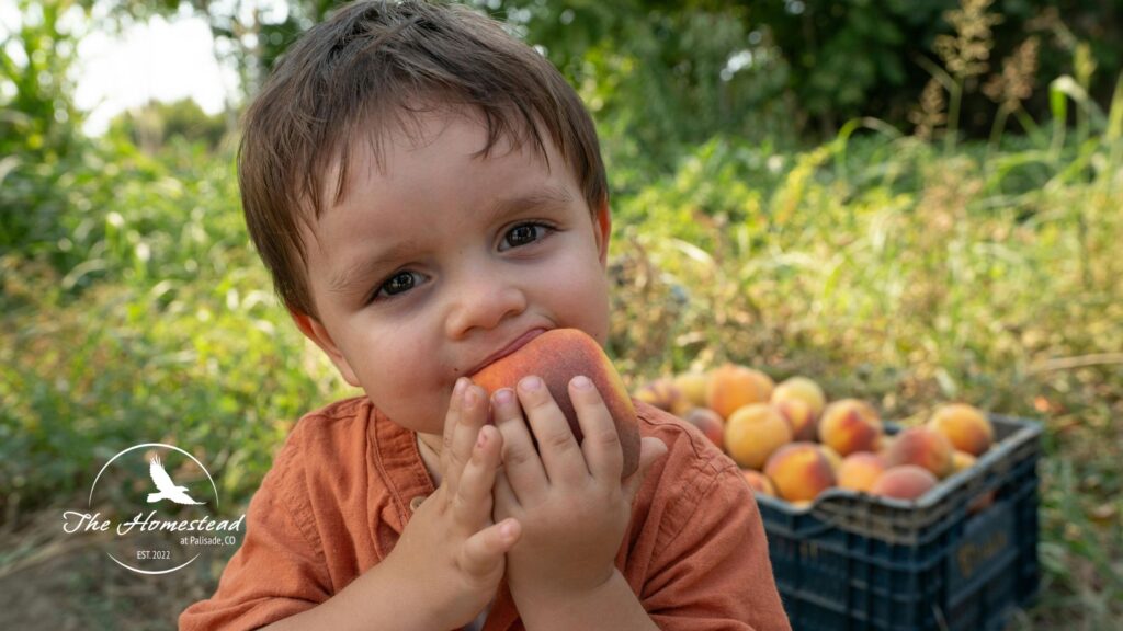 A young child in an orange shirt holds and bites into a peach, with a crate of peaches and greenery in the background. The child is outdoors, surrounded by a sunny, natural setting. The Homestead logo is visible in the corner.