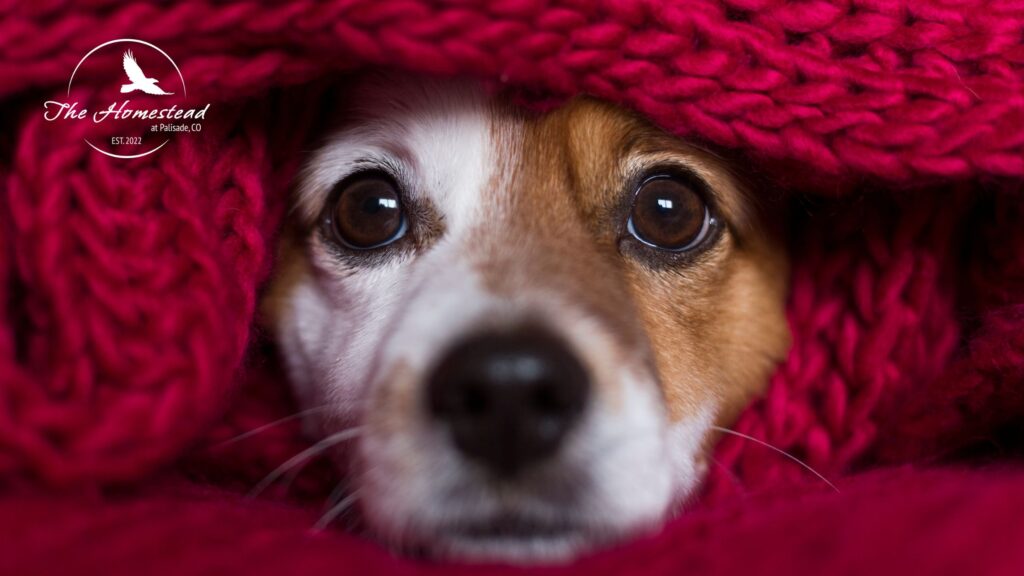 A close-up of a dog's face wrapped in a cozy, bright pink knitted blanket captures soulful eyes that echo a romantic winter escape. A white logo in the top left corner reads The Homestead with a bird.